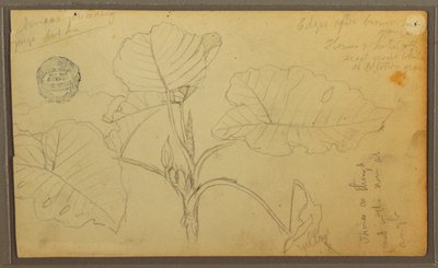 Disegno, Foglie, 1857 da Frederic Edwin Church