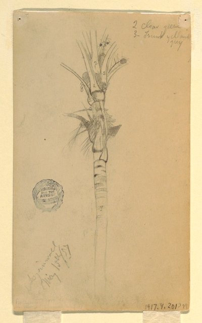 Disegno, Foglie e fusto di una palma, Aspinwall, Panama, 15 maggio 1857 da Frederic Edwin Church