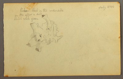 Disegno, Lichene, 1844 da Frederic Edwin Church