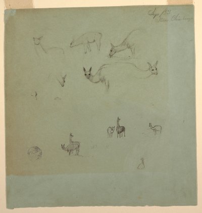 Disegno, lama vicino al "Chimborazo", Ecuador, settembre 1853 da Frederic Edwin Church