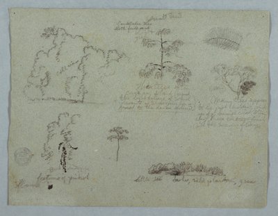 Disegno, Studi naturalistici tra cui un albero candelabro con un bradipo, Rio Magdalena, Colombia, maggio 1853 da Frederic Edwin Church