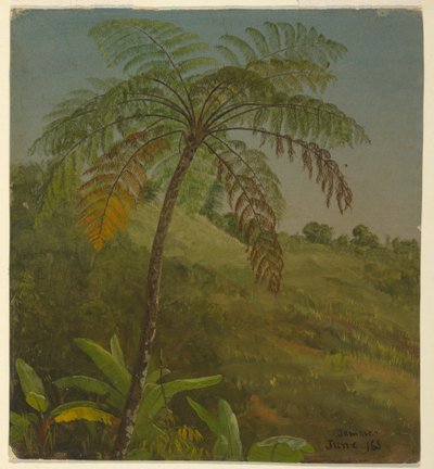 Disegno, Palma, Giamaica, giugno 1865 da Frederic Edwin Church