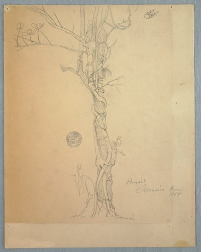 Disegno, ferita da parassita intorno a un tronco d