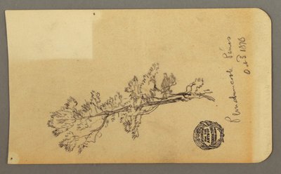 Disegno, Pine Tree, 3 ottobre 1878 da Frederic Edwin Church