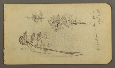 Disegno, Studi sul pino, 1878 da Frederic Edwin Church