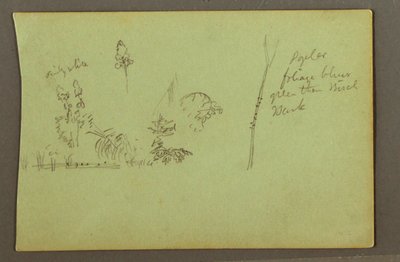 Disegno, Studi di piante, forse 1856 da Frederic Edwin Church