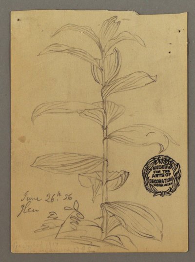 Disegno, studio di una pianta, 26 giugno 1856 da Frederic Edwin Church