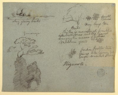 Disegno, sponda del fiume e schizzi botanici da Higuerote, Ecuador, maggio 1853  da Frederic Edwin Church