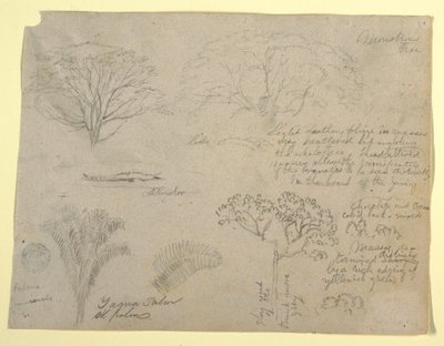 Disegno, serie di studi botanici tra cui un alligatore e un albero mostruoso, visti dal Rio Magdalena, Colombia, 1853 da Frederic Edwin Church