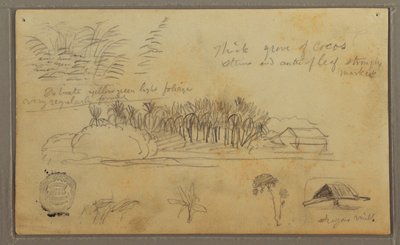 Disegno, Schizzi, Ecuador o Colombia; verso: Schizzi, Ecuador o Colombia, 1857. da Frederic Edwin Church
