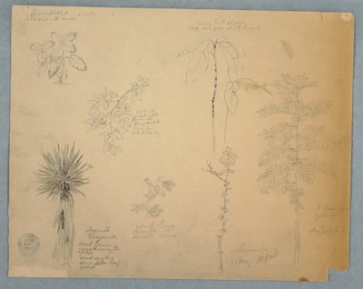 Disegno, Baionetta spagnola con albero e altri cinque studi di piante, Giamaica, maggio 1865 da Frederic Edwin Church