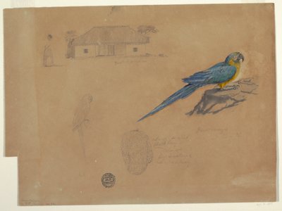 Disegno, Studi da Guaccamaya, Bogotà, Colombia, giugno-luglio 1853 da Frederic Edwin Church