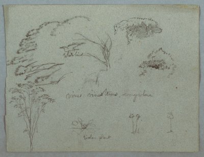 Disegno, Studi dal Rio Magdalena, Colombia:  Cime di alberi, uccello bianco volante, viti e tre piante in fiore, 1853, probabilmente maggio da Frederic Edwin Church