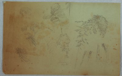 Disegno, Studi di cime di alberi e bambù, Giamaica, agosto 1865 da Frederic Edwin Church