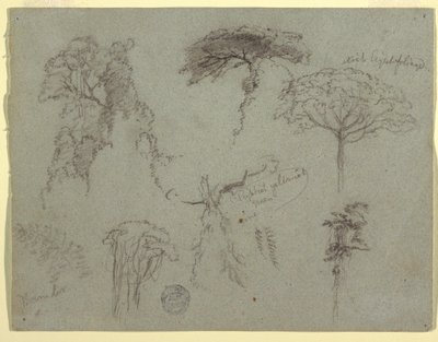 Disegno, Studi di alberi, Ecuador, 1853 da Frederic Edwin Church