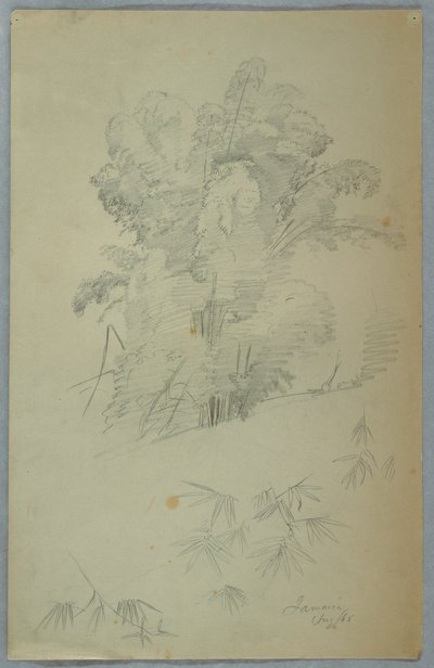 Disegno, Studi di alberi e rami, Giamaica, agosto 1865 da Frederic Edwin Church