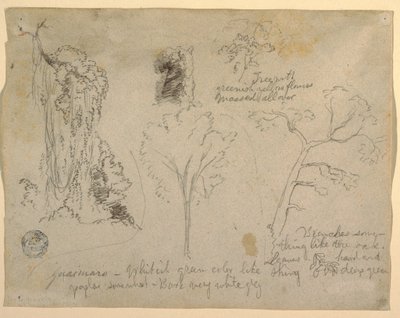 Disegno, Studi di alberi e piante visti dal Rio Magdalena, Colombia, 1853 da Frederic Edwin Church