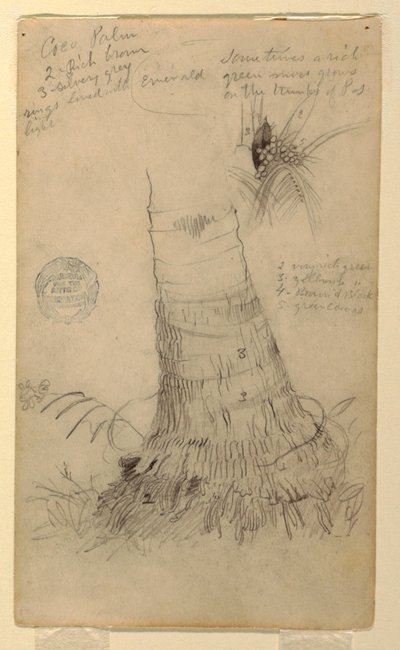 Disegno, Studi di una palma da cocco, maggio e giugno 1857 da Frederic Edwin Church