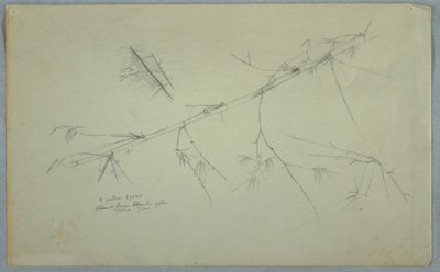 Disegno, Studio di bambù, Giamaica, maggio-agosto 1865 da Frederic Edwin Church