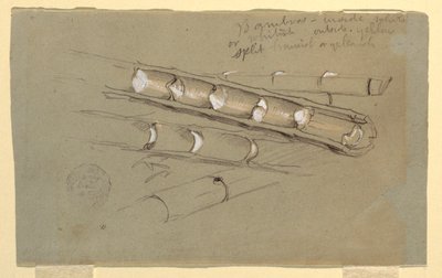 Disegno, Studio di bambù, giugno 1857 da Frederic Edwin Church