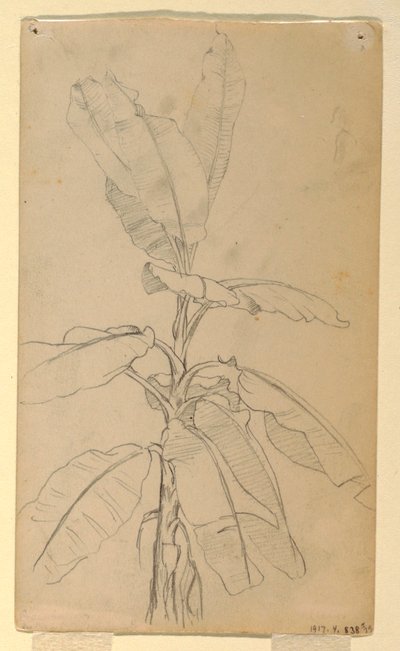 Disegno, Studio di una pianta a foglia lunga, maggio e giugno 1857 da Frederic Edwin Church