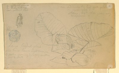 Disegno, Studio di un uomo; Studio di, forse giugno 1857 da Frederic Edwin Church