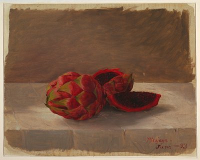 Disegno, Il frutto di Pitajaya, Colombia, giugno 1853 da Frederic Edwin Church