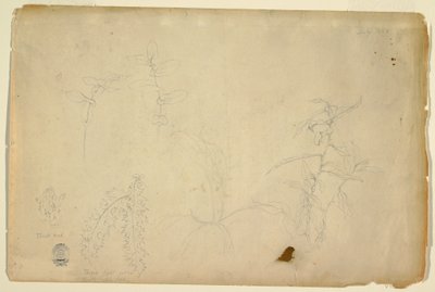 Disegno, Spine e Cardi, luglio 1844 da Frederic Edwin Church