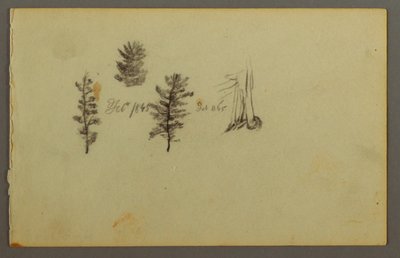 Disegno, Tre sempreverdi, 1845 da Frederic Edwin Church