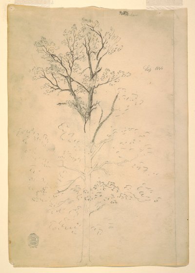 Disegno, Albero, settembre 1844 da Frederic Edwin Church