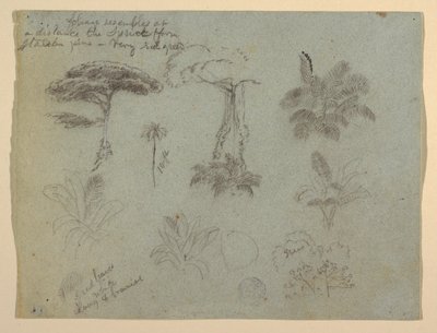 Disegno, Studi di alberi visti dal Rio Magadalena, Colombia, 1853 da Frederic Edwin Church