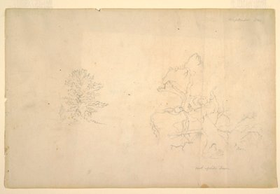 Disegno, Albero e tronco morto, settembre 1844 da Frederic Edwin Church