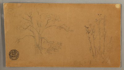 Disegno, Alberi e piante, Elecampene, settembre 1856 da Frederic Edwin Church