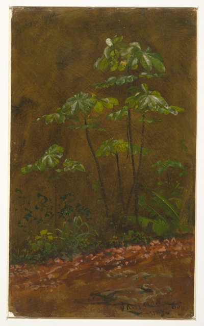 Disegno, "Albero delle trombe", maggio 1865 da Frederic Edwin Church