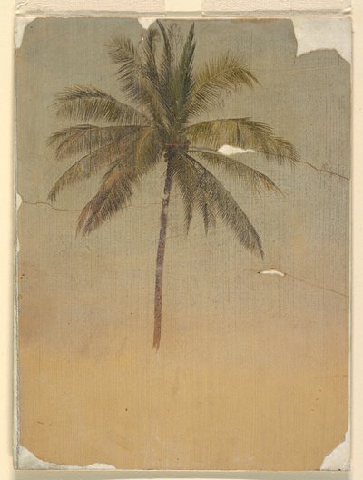 Disegno, tronco e cima di una palma, 1865 da Frederic Edwin Church