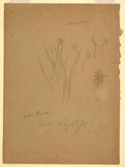 Disegno, Piante acquatiche, Roma Italia da Frederic Edwin Church
