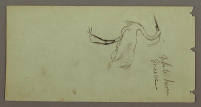 Disegno, Airone bianco, forse 1869 da Frederic Edwin Church