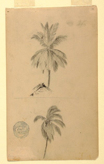 Disegni. Due schizzi. Palme. da Frederic Edwin Church
