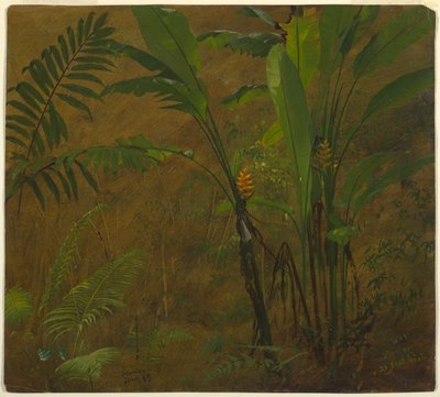 Felci e piantaggine selvatica, Giamaica da Frederic Edwin Church