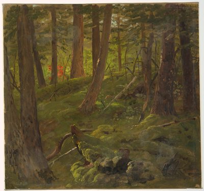 Foresta in Giamaica da Frederic Edwin Church