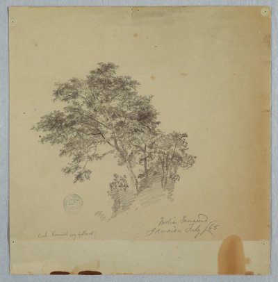 Alberi di tamarindo indiani, Giamaica da Frederic Edwin Church