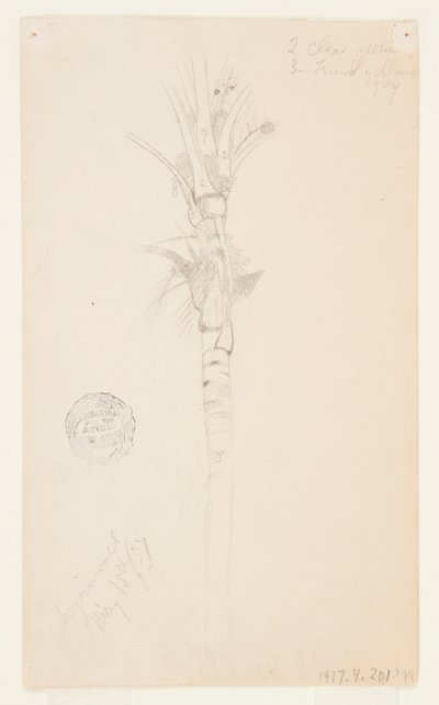 Foglie e Stelo di una Palma, Aspinwall, Panama da Frederic Edwin Church