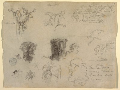 Studi sulla natura, probabilmente dalla Colombia: scimmia, parassiti e alberi da Frederic Edwin Church
