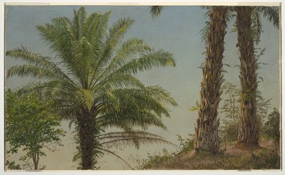 Palme, Giamaica da Frederic Edwin Church
