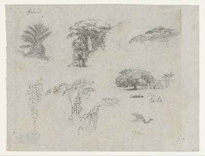 Schizzi dal Sud America.  Schizzi botanici.   Gru in volo. da Frederic Edwin Church