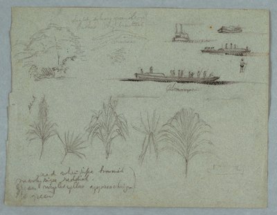 Schizzi dal Rio Magdalena, Colombia: Piante, piroscafo e un Champan da Frederic Edwin Church