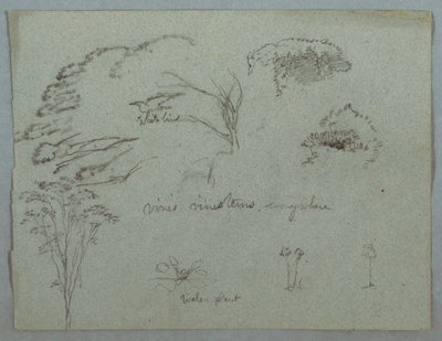 Studi dal Rio Magdalena, Colombia: Cime degli Alberi, Uccello Bianco in Volo, Viti e Tre Piante Fiorite da Frederic Edwin Church
