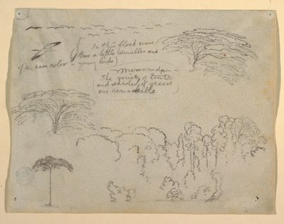 Studi di Uccelli e Alberi visti dal Rio Magdalena, Colombia da Frederic Edwin Church
