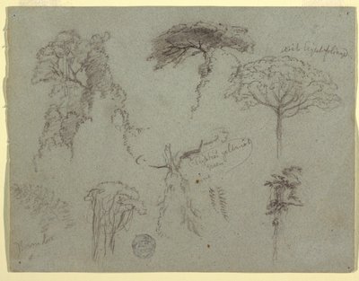 Studi di alberi, Ecuador da Frederic Edwin Church