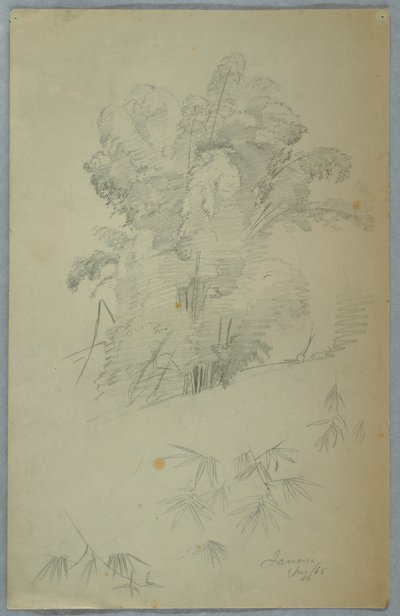 Studi di Alberi e Rami, Giamaica da Frederic Edwin Church